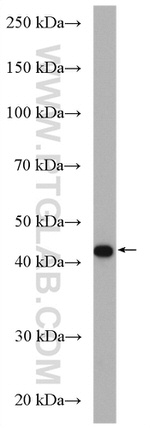 MAGT1 Antibody in Western Blot (WB)