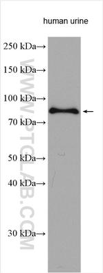 Transferrin Antibody in Western Blot (WB)