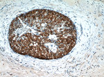 Leptin Antibody in Immunohistochemistry (Paraffin) (IHC (P))