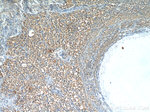 Leptin Antibody in Immunohistochemistry (Paraffin) (IHC (P))