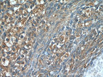 Leptin Antibody in Immunohistochemistry (Paraffin) (IHC (P))