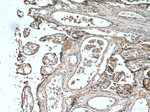 Leptin Antibody in Immunohistochemistry (Paraffin) (IHC (P))