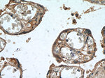 Leptin Antibody in Immunohistochemistry (Paraffin) (IHC (P))