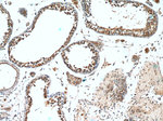 Leptin Antibody in Immunohistochemistry (Paraffin) (IHC (P))