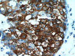 Leptin Antibody in Immunohistochemistry (Paraffin) (IHC (P))