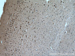 Leptin Antibody in Immunohistochemistry (Paraffin) (IHC (P))