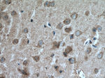 Leptin Antibody in Immunohistochemistry (Paraffin) (IHC (P))