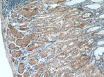 Leptin Antibody in Immunohistochemistry (Paraffin) (IHC (P))