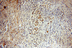 Leptin Antibody in Immunohistochemistry (Paraffin) (IHC (P))