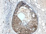 Leptin Antibody in Immunohistochemistry (Paraffin) (IHC (P))