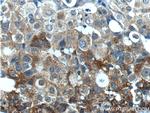 Leptin Antibody in Immunohistochemistry (Paraffin) (IHC (P))