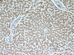 ACADL Antibody in Immunohistochemistry (Paraffin) (IHC (P))