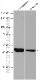 ACADL Antibody in Western Blot (WB)