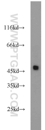 ACADL Antibody in Western Blot (WB)