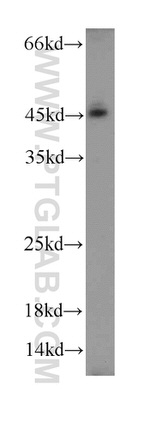 ACADL Antibody in Western Blot (WB)