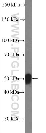 SERPINA12 Antibody in Western Blot (WB)