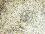 COQ5 Antibody in Immunohistochemistry (Paraffin) (IHC (P))