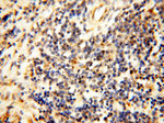 COQ5 Antibody in Immunohistochemistry (Paraffin) (IHC (P))