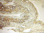 COQ5 Antibody in Immunohistochemistry (Paraffin) (IHC (P))