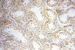 COQ5 Antibody in Immunohistochemistry (Paraffin) (IHC (P))