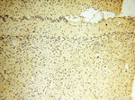 COQ5 Antibody in Immunohistochemistry (Paraffin) (IHC (P))