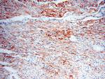 COQ5 Antibody in Immunohistochemistry (Paraffin) (IHC (P))