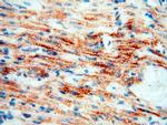 COQ5 Antibody in Immunohistochemistry (Paraffin) (IHC (P))