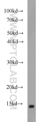 FABP7 Antibody in Western Blot (WB)