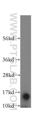 FABP7 Antibody in Western Blot (WB)