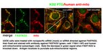 FASTKD2 Antibody in Immunocytochemistry (ICC/IF)