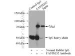 FASTKD2 Antibody in Immunoprecipitation (IP)