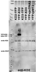 FASTKD2 Antibody in Western Blot (WB)