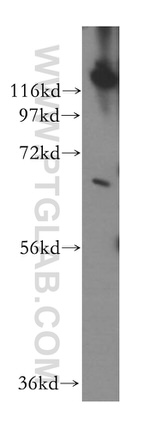 LCORL Antibody in Western Blot (WB)