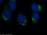 CLUAP1 Antibody in Immunocytochemistry (ICC/IF)