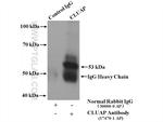 CLUAP1 Antibody in Immunoprecipitation (IP)