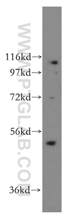 CLUAP1 Antibody in Western Blot (WB)