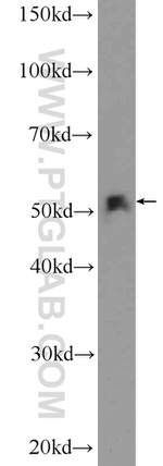 CLUAP1 Antibody in Western Blot (WB)