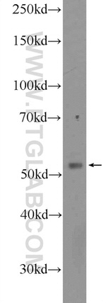 CLUAP1 Antibody in Western Blot (WB)