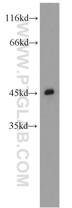 CCR5 Antibody in Western Blot (WB)