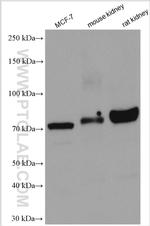 ANUBL1 Antibody in Western Blot (WB)