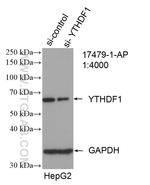 YTHDF1 Antibody in Western Blot (WB)