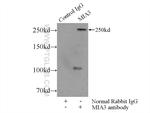 MIA3 Antibody in Immunoprecipitation (IP)