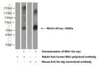 MIA3 Antibody in Western Blot (WB)