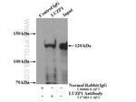 LUZP1 Antibody in Immunoprecipitation (IP)