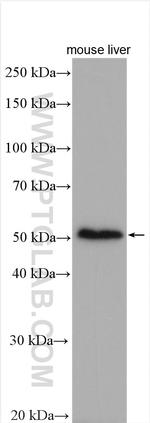 NUDT12 Antibody in Western Blot (WB)