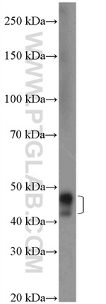 NUDT12 Antibody in Western Blot (WB)