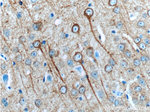 MAP2 Antibody in Immunohistochemistry (Paraffin) (IHC (P))