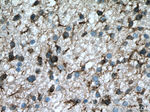 MAP2 Antibody in Immunohistochemistry (Paraffin) (IHC (P))