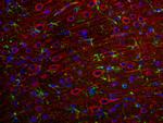 MAP2 Antibody in Immunohistochemistry (PFA fixed) (IHC (PFA))