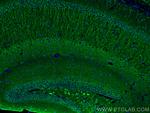 MAP2 Antibody in Immunohistochemistry (PFA fixed) (IHC (PFA))